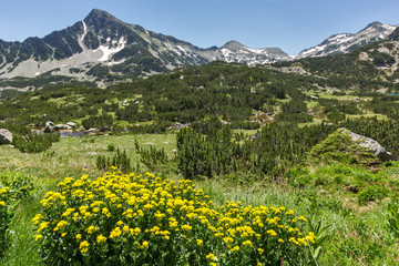 Yellow Flowers and Sivrya peak, Pirin Mountain, Bulgaria