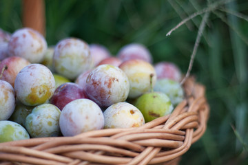 plum in a wicker basket in the garden
