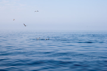 Fototapeta na wymiar seagulls on the sea