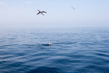 seagulls on the sea