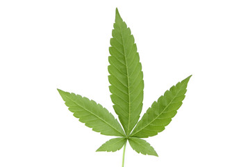 Cannabis Hanf Blatt