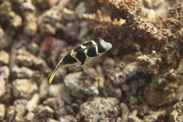  underwater world - valentine's sharpnose puffer swimming near sea bottom