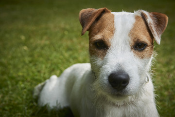 Portrait of Jack Russell Parson Terrier dog 