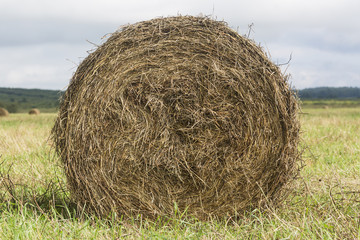 haystack roll on the field close up on green grass