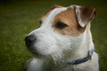 Portrait of Jack Russell Parson Terrier dog 