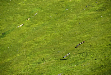 Alpine landscape in Altai Mountains, Russian Federation, Asia