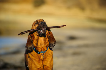 Bloodhound dog at beach playing with stick - obrazy, fototapety, plakaty