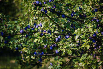 blue plums on the tree fruit - 118767754
