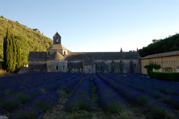 Campi di Lavanda