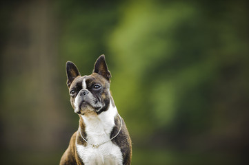 Boston Terrier dog against green trees