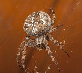 the big spider