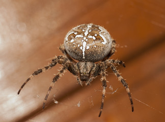 the big spider