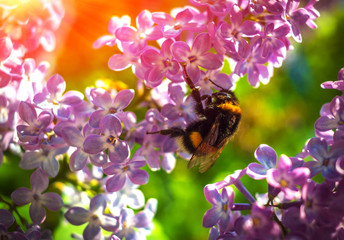 bumble bee pollinating a flower lilac at sunset