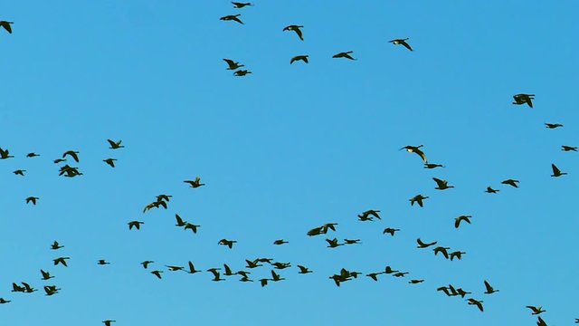 Graceful Flock of Canadian Geese Flying in Slow Motion. Shot at 120 frames per second.