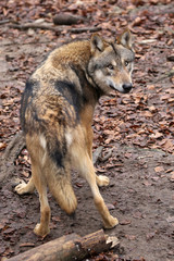 Grey wolf in wildlife reservation
