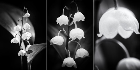 Obrazy na Szkle  Piękne czarno-białe kwiaty lilii