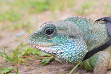 water dragon iguana head close up