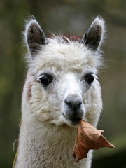 Alpaca