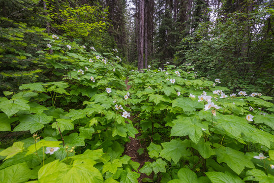 Fototapeta Thimbleberry Blooms Over Grow Western Forest Trail