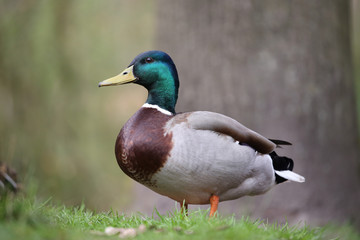 Mallard duck