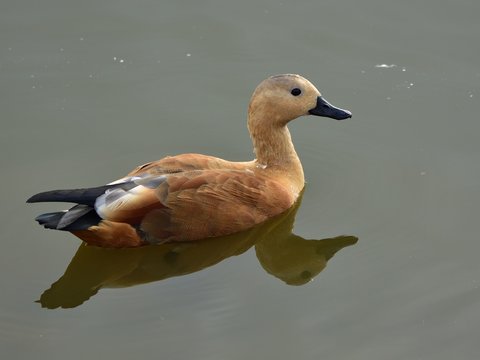 The ruddy shelduck (Tadorna ferruginea, Brahminy duck) - an orange-brown duck floating on a lake.