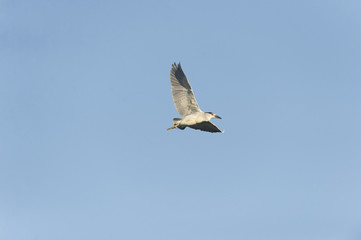 Black-crowned Night-Heron adult in flight