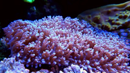 Purple Hairy Mushroom Coral