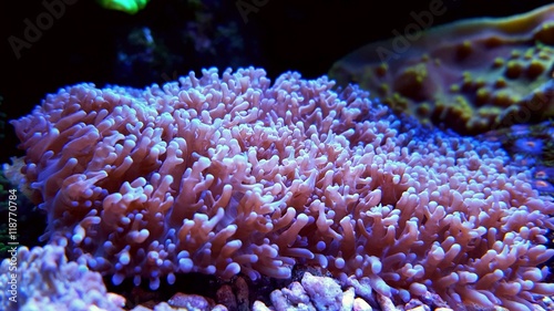 “Purple Hairy Mushroom Coral” Stock photo and royalty-free images on