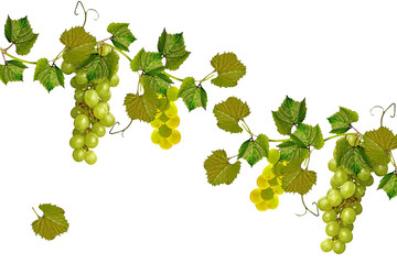The branch of grapes isolated on white background.