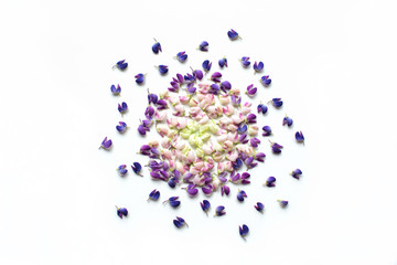 flower petals on a white background