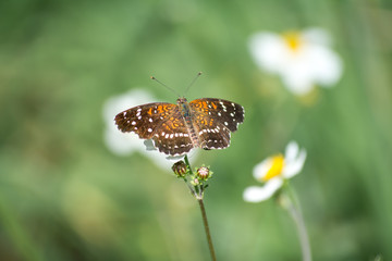 La mariposa y el fondo verde.