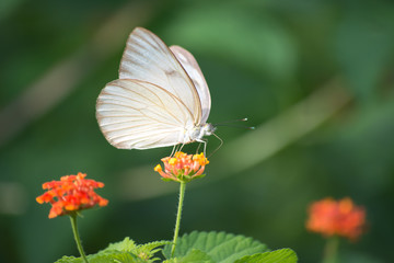 La mariposa y las tres flores.