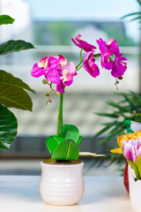 Orchid flower in the pot at home