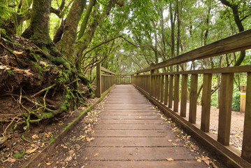 Pathway in Tropical forest, Anaga, Tenerife, Canary island, Spain.