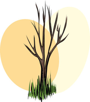 Aphyllous Tree