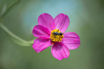 Fototapeta premium La avispa se para en la flor rosa y amarilla para comer.