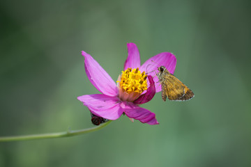 La mariposa se para en la flor rosa y amarilla.