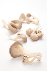 oyster mushrooms on white background, isolated, close up, vertical