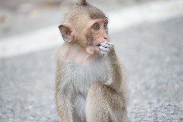 可愛いサル