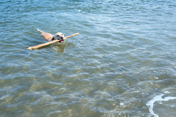 a blonde, 5 year old, labrador retriever mix male dog, swimming and bringing a wooden stick out of water at the beach on a very sunny, summer day