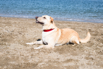 portrait of a blonde, 5 year old, labrador retriever mix male dog, wearing a red collar, very focused, sitting and waiting for a commend at the beach on a very sunny, summer day