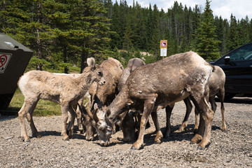 herd of wild young bighorn sheep eating gravel at parking lot by Two Jack Lake in Banff, AB, Canada. photo taken in July, 2014.