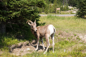 a young bighorn sheep standing and looking close to highway in Banff, AB, Canada. photo taken in July, 2014.