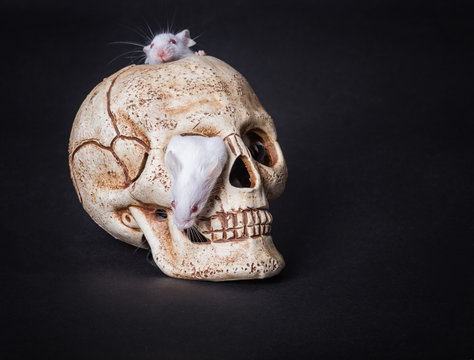 white laboratory mouse gets out of the orbit of a plastic skull