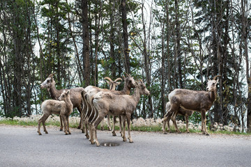 herd of young bighorn sheep on the edge of highway road in Banff, AB, Canada. Taken in July, 2014