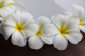 Beautiful sweet flower plumeria frangipani with yellow happy morning mood