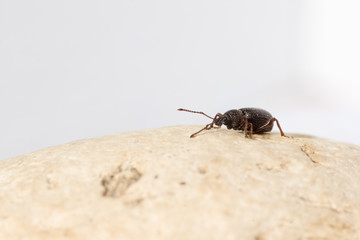 the black beetle