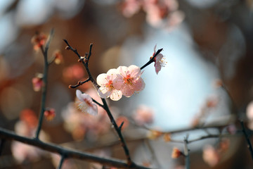 Cherry blossoms