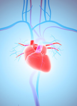 3D illustration of Heart, medical concept.