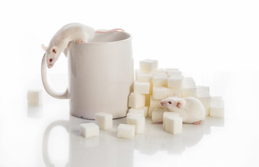 two white  mice crawling up the stairs from the sugar cubes and